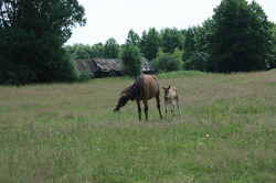 Pomoc rodakom na Białorusi